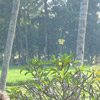 Sunrise Trees