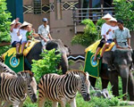 Elephant Back Safari