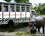 Bali Safari