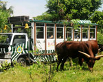 Bali Safari