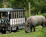 Bali Safari